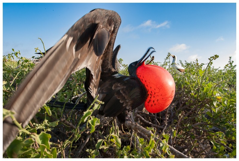 Frégate du Pacifique (Fregata minor) - îles Galapagos