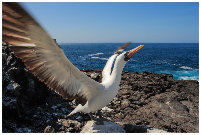 Fou masqué (Sula dactylatra) - île de Espanola