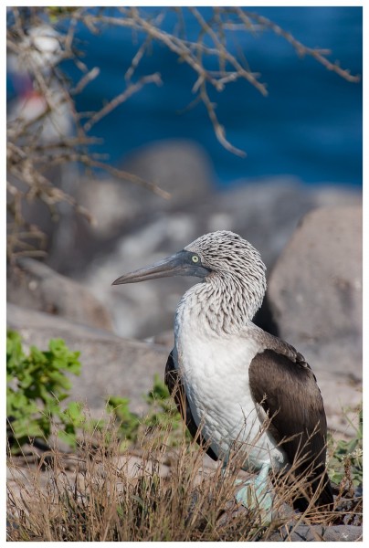 Fou à  pieds bleus (Sula nebouxii) - îles Galapagos