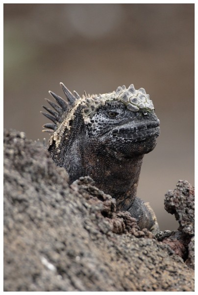 Iguane marin (Amblyrhynchus cristatus) - punta Albermarl - île de Isabela