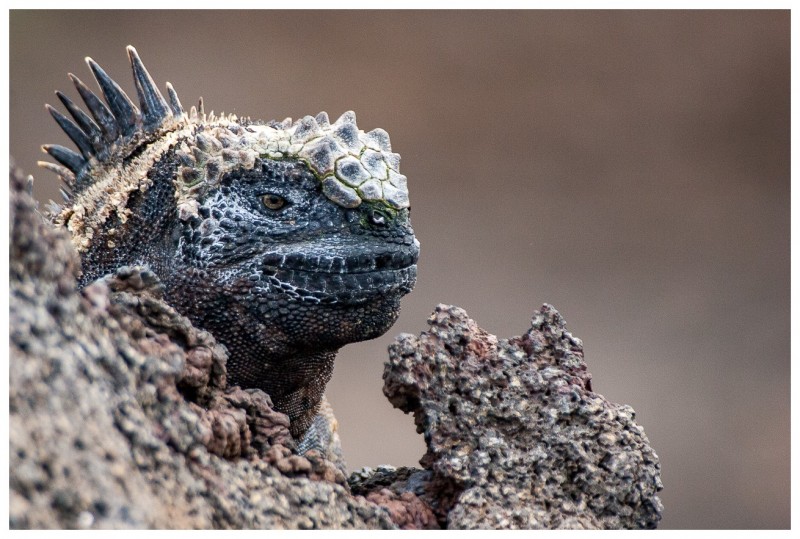 Iguanes marins (Amblyrhynchus cristatus) - île de Isabela  - Galapagos