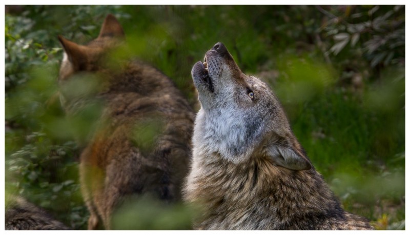 Loup gris (Canis lupus)