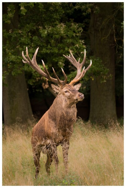 Cerf élaphe (Cervus elaphus) saison du brame