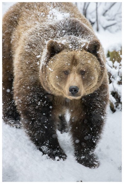 Ours brun d'Europe (Ursus arctos arctos)