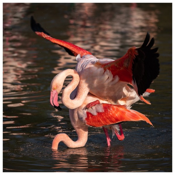 accouplement de flamant rose