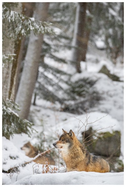 Loup gris (Canis lupus)