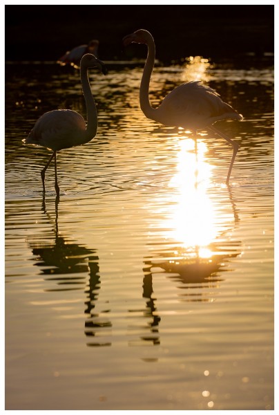 Flamants roses au soleil couchant