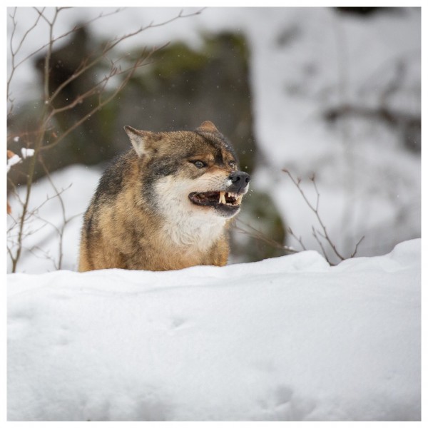 Loup gris (Canis lupus)