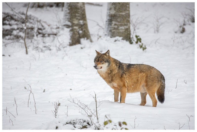 Loup gris (Canis lupus)