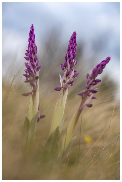 orchis male