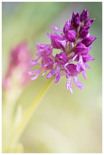 Orchis Singe