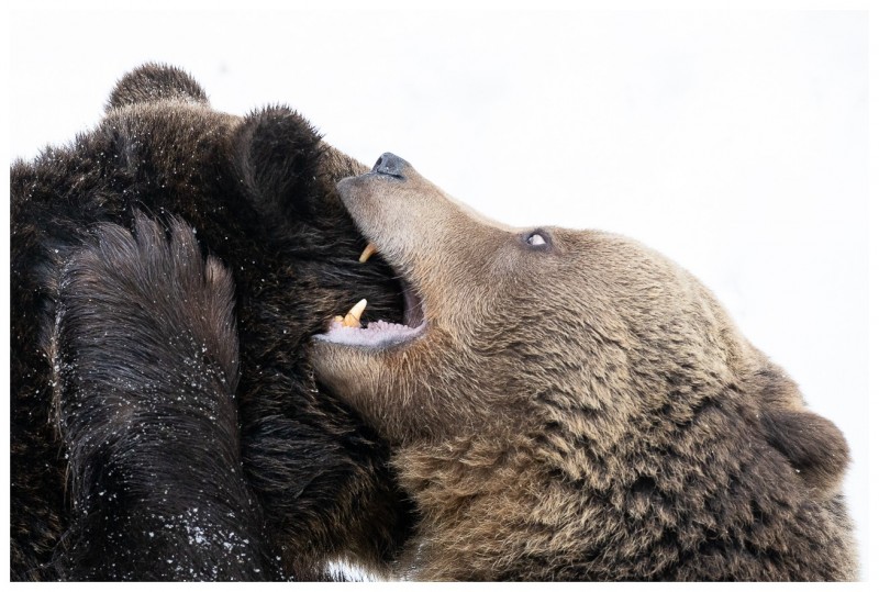 Ours brun d'Europe (Ursus arctos arctos)