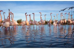 Groupe de flamants roses