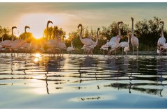 Flamants roses au soleil couchant