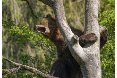 Ours brun d'Europe (Ursus arctos arctos)