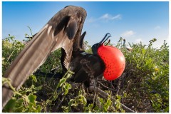 Frégate du Pacifique (Fregata minor) - îles Galapagos