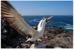 Fou masqué (Sula dactylatra) - île de Espanola