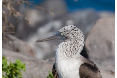 Fou à  pieds bleus (Sula nebouxii) - îles Galapagos