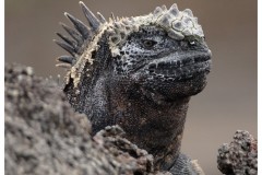 Iguane marin (Amblyrhynchus cristatus) - punta Albermarl - île de Isabela