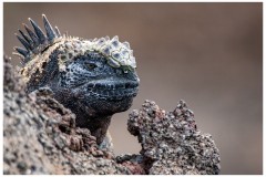 Iguanes marins (Amblyrhynchus cristatus) - île de Isabela  - Galapagos