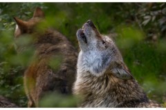 Loup gris (Canis lupus)