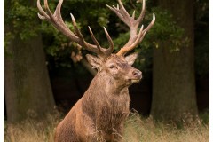 Cerf élaphe (Cervus elaphus) saison du brame