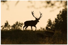 Cerf élaphe (Cervus elaphus) saison du brame