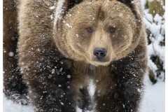 Ours brun d'Europe (Ursus arctos arctos)