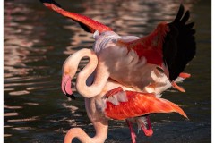 accouplement de flamant rose