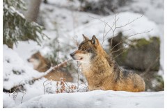 Loup gris (Canis lupus)