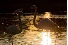 Flamants roses au soleil couchant