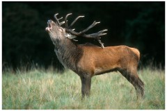 Cerf Elaphe au brame