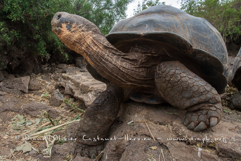 Tortue géante des Galapagos (Geochelone nigra) - Ile Santa Cruz (Geochelone nigra porteri)