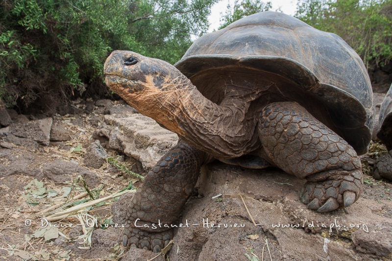 Tortue géante des Galapagos (Geochelone nigra) - Ile Santa Cruz (Geochelone nigra porteri)