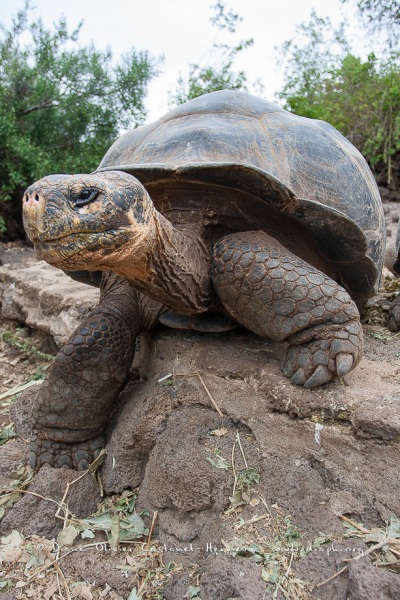 Tortue géante des Galapagos (Geochelone nigra) - Ile Santa Cruz (Geochelone nigra porteri)