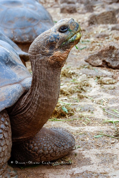 Tortue géante des Galapagos (Geochelone nigra) - Ile Santa Cruz (Geochelone nigra porteri)