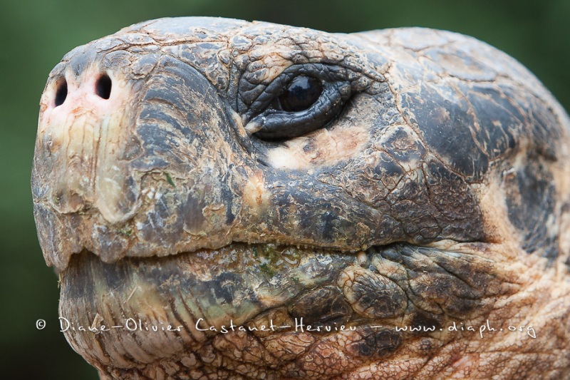 Tortue géante des Galapagos (Geochelone nigra) - Ile Santa Cruz (Geochelone nigra porteri)