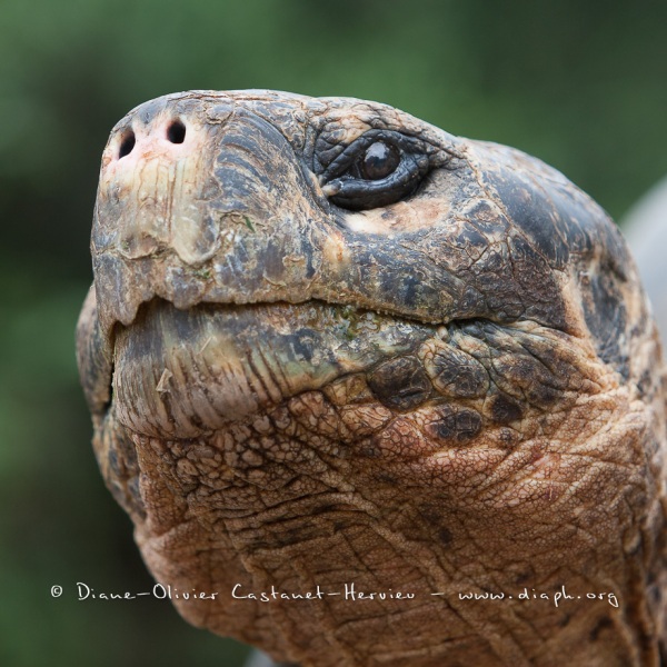 Tortue géante des Galapagos (Geochelone nigra) - Ile Santa Cruz (Geochelone nigra porteri)