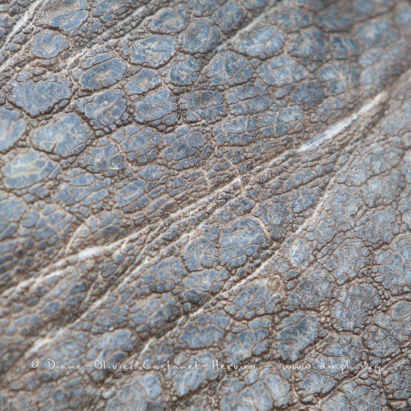 Tortue géante des Galapagos (Geochelone nigra) - Ile Santa Cruz (Geochelone nigra porteri)