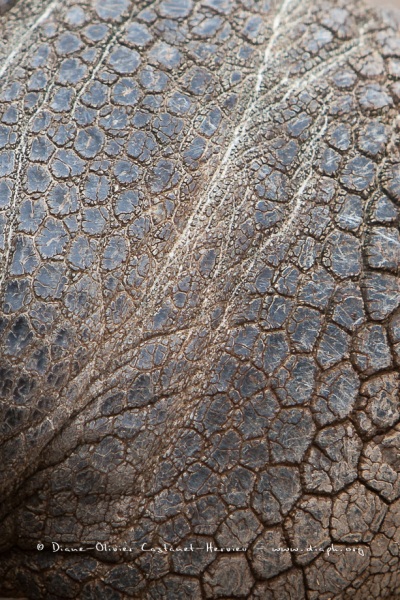 Tortue géante des Galapagos (Geochelone nigra) - Ile Santa Cruz (Geochelone nigra porteri)