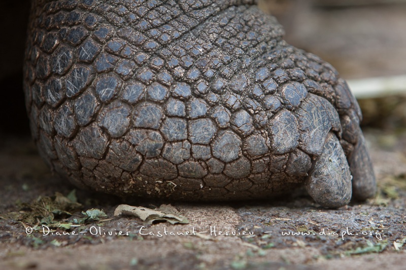 Tortue géante des Galapagos (Geochelone nigra) - Ile Santa Cruz (Geochelone nigra porteri)