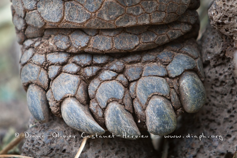 Tortue géante des Galapagos (Geochelone nigra) - Ile Santa Cruz (Geochelone nigra porteri)