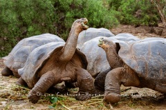 Tortue géante des Galapagos (Geochelone nigra) - Ile Santa Cruz (Geochelone nigra porteri)