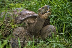 Tortue géante des Galapagos (Geochelone nigra) - Ile Santa Cruz (Geochelone nigra porteri)