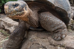 Tortue géante des Galapagos (Geochelone nigra) - Ile Santa Cruz (Geochelone nigra porteri)