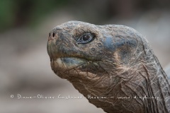 Tortue géante des Galapagos (Geochelone nigra) - Ile Santa Cruz (Geochelone nigra porteri)