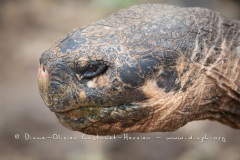 Tortue géante des Galapagos (Geochelone nigra) - Ile Santa Cruz (Geochelone nigra porteri)