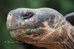 Tortue géante des Galapagos (Geochelone nigra) - Ile Santa Cruz (Geochelone nigra porteri)