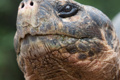 Tortue géante des Galapagos (Geochelone nigra) - Ile Santa Cruz (Geochelone nigra porteri)