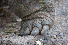 Tortue géante des Galapagos (Geochelone nigra) - Ile Santa Cruz (Geochelone nigra porteri)